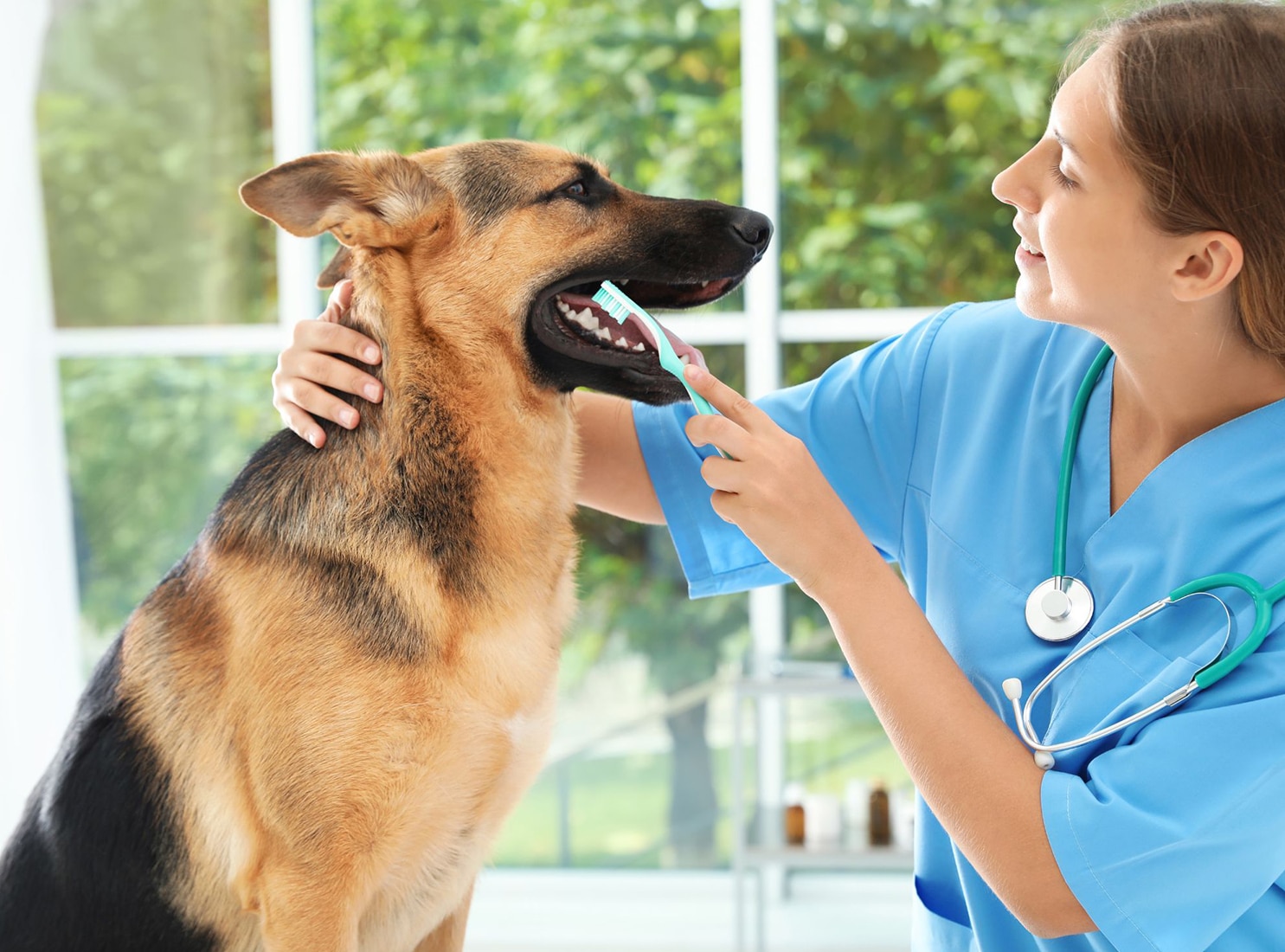 a veterinarian gently brushes a dog teeth