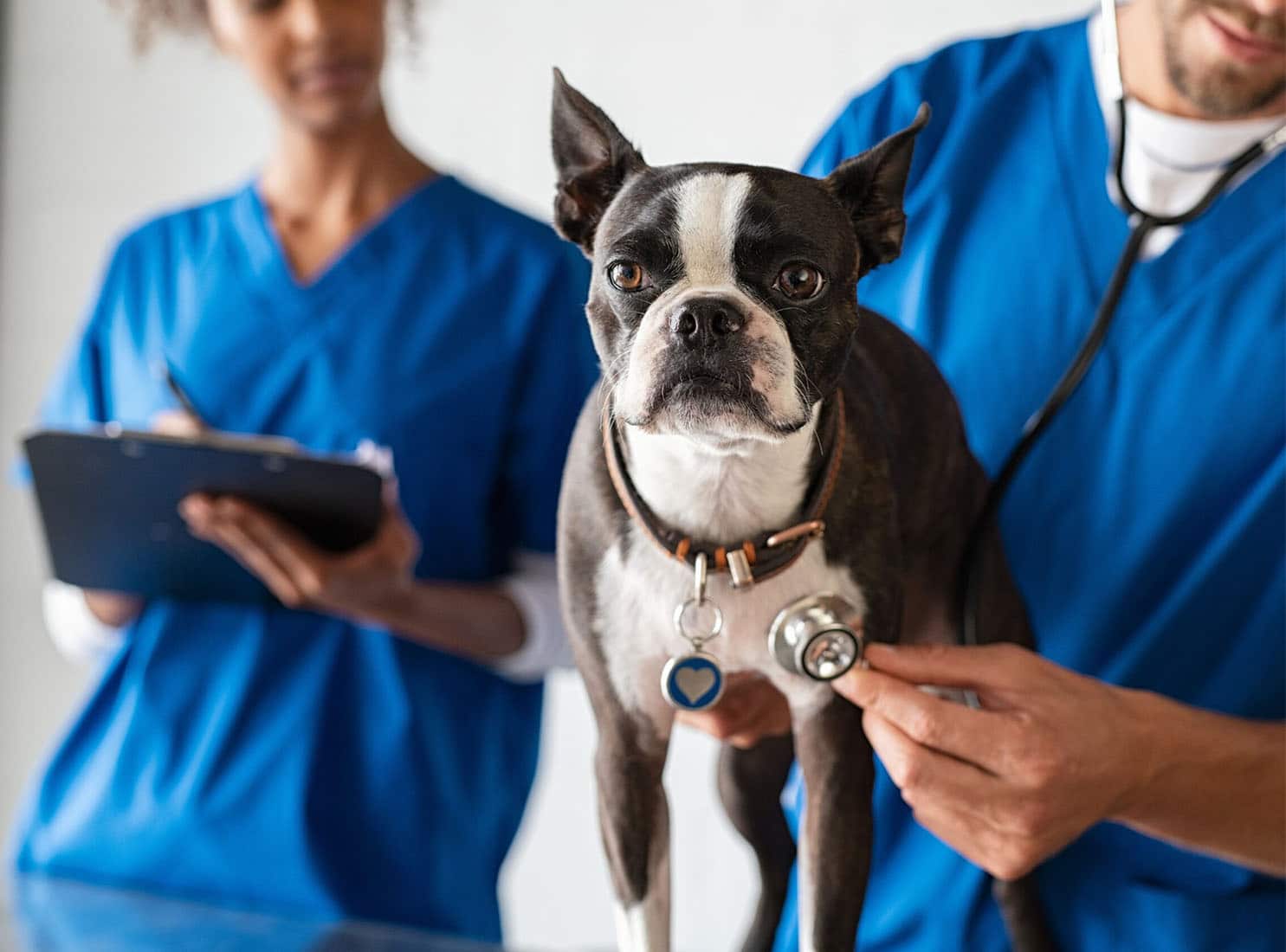 a veterinarian checks a Boston Terrier's heartbeat with a stethoscope